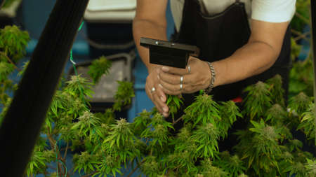 Cannabis farmer use microscope to analyze CBD in curative cannabis farm before harvesting to produce cannabis productsの写真素材