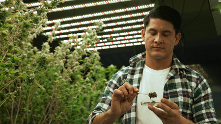 Marijuana farmer tests marijuana buds in curative marijuana farm before harvesting to produce marijuana productsの写真素材