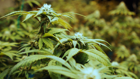 Cannabis plant in curative cannabis weed farm for medical cannabis product . The indoor agriculture farm provide high quality medicinal cannabis production for health care and medicine uses .の写真素材