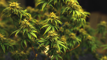 Cannabis plant in curative cannabis weed farm for medical cannabis product . The indoor agriculture farm provide high quality medicinal cannabis production for health care and medicine uses .の写真素材