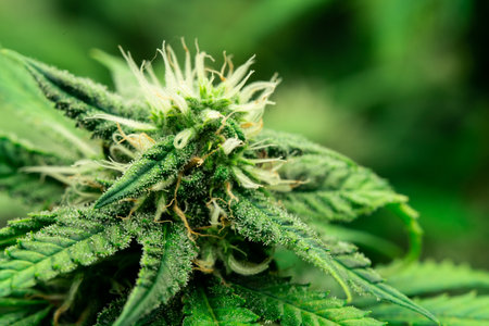 Closeup of a cannabis plant with a bud, legal cannabis plants grown in an indoor hydroponic grow facility for medicinal purposes. Growing gratifying cannabis hemp in good quality farm.の写真素材
