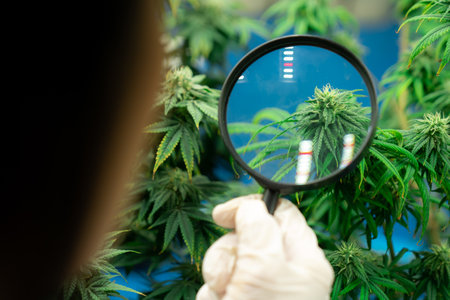Female scientist inspects gratifying buds on cannabis plant using a magnifying glass. Cannabis farm in curative grow facility providing high quality of medicinal cannabis products.の写真素材