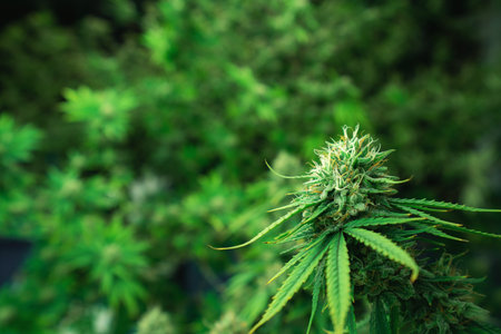 Closeup of a cannabis plant with a bud, legal cannabis plants grown in an indoor hydroponic grow...