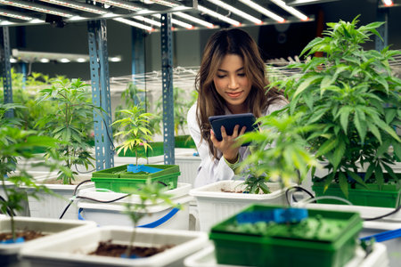Portrait of gratifying female scientist inspecting of cannabis plants in an curative indoor cannabis farm, greenhouse. Alternative medical medicine from cannabis in grow facility.の写真素材