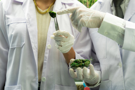 Closeup scientists grasping gratifying heap of cannabis weed buds on petri dish with tweezers harvested from a curative indoor cannabis farm. Cannabis farm in grow facility for high quality conceptの写真素材