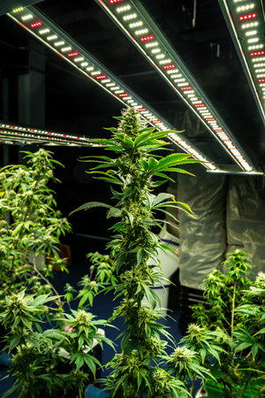 Closeup garden of cannabis plants with gratifying full grown buds ready to be harvested in curative indoor cannabis farm, grow facility. Beautiful highly detail of marijuana plant with bud, macro.の写真素材