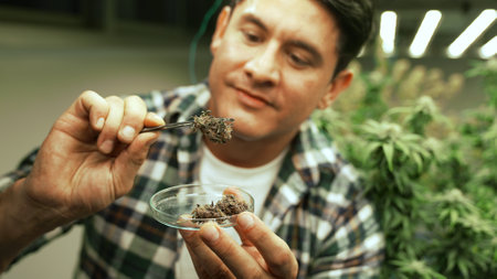 Marijuana farmer tests marijuana buds in curative marijuana farm before harvesting to produce marijuana productsの写真素材
