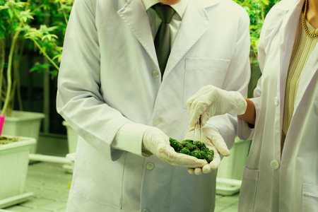 Closeup scientists grasping gratifying heap of cannabis weed buds with tweezers harvested from a curative indoor cannabis plant hydroponic farm. Cannabis farm in grow facility for high quality conceptの写真素材