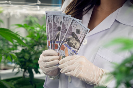Closeup female scientist holding dollar banknotes money after gratifying profiting from selling medicinal cannabis grown and extracted from a curative cannabis farm in grow facility.の写真素材