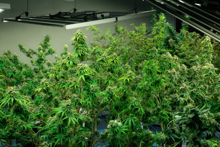 Closeup of a cannabis plant with a bud, legal cannabis plants grown in an indoor hydroponic grow facility for medicinal purposes. Growing gratifying cannabis hemp in good quality farm.の写真素材