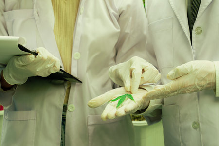 Scientists researching cannabis hemp and marijuana plants in gratifying indoor curative cannabis plants farm. Cannabis plants for medicinal cannabis products for healthcare and medical purposes.の写真素材