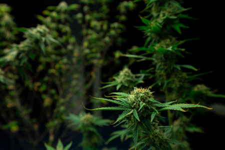 Closeup of a cannabis plant with a bud, legal cannabis plants grown in an indoor hydroponic grow facility for medicinal purposes. Growing gratifying cannabis hemp in good quality farm.の写真素材