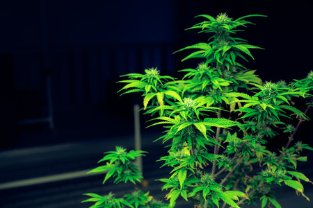 Closeup single cannabis plant with gratifying full grown buds ready to be harvested in curative indoor medicinal cannabis farm. Cannabis plant in grow facility for high quality.の写真素材