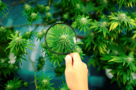 Closeup scientist hand using a magnifying glass to inspects gratifying buds on cannabis plant....