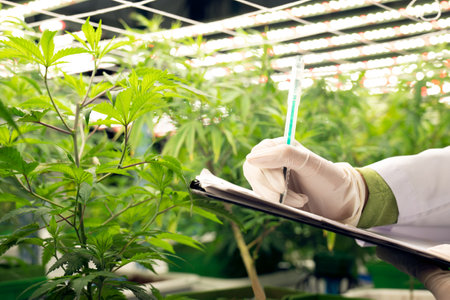 Scientist recording data from gratifying cannabis plant in curative green house using a pen and clipboard. Extract of medicinal product from cannabis plants in grow facility.の写真素材