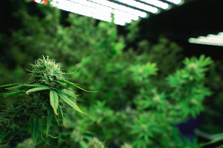 Closeup of a cannabis plant with a bud, legal cannabis plants grown in an indoor hydroponic grow facility for medicinal purposes. Growing gratifying cannabis hemp in good quality farm.の写真素材