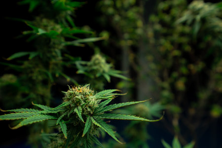 Closeup of a cannabis plant with a bud, legal cannabis plants grown in an indoor hydroponic grow facility for medicinal purposes. Growing gratifying cannabis hemp in good quality farm.の写真素材