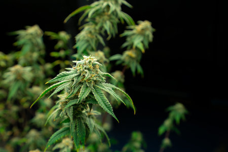 Closeup of a cannabis plant with a bud, legal cannabis plants grown in an indoor hydroponic grow...
