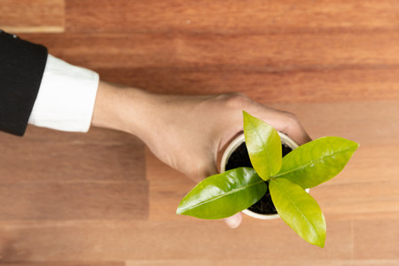Top view businessman hold young plant for sustainable future on office table. Environmental friendly concept promote clean energy and zero emission. Green business for nature conservation. Alterの写真素材