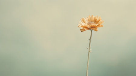 Beautiful blossom single flower and fresh spring morning nature on isolated background. Picturesque generative AIの素材