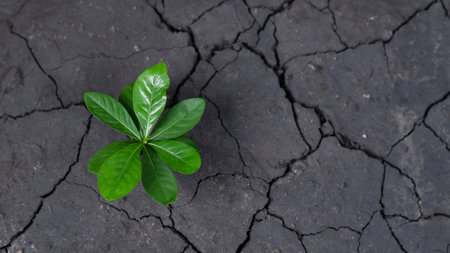 Top view seedling plant growing on rich nutrient fertilized soil as ecology and environment concept symbolizes importance of environmental awareness and sustainable ecosystem. Gyreの写真素材