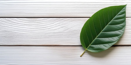 Flat lay photo white wooden and green leaf around it, copy space background. Generative AI image weber.の素材