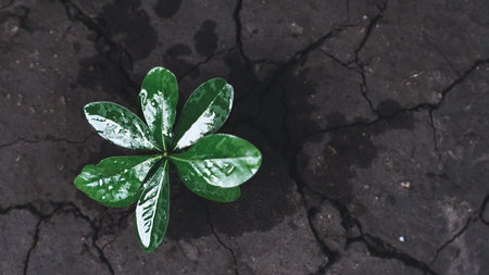 Top view seedling plant growing on rich nutrient fertilized soil as ecology and environment concept...