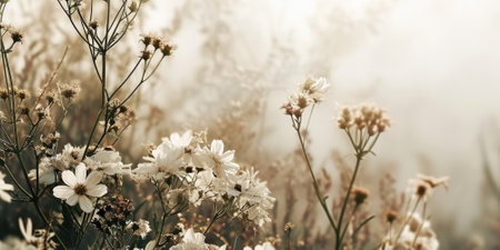 The close up abstract picture of the white colour flower and plant that has been growing and blooming from the beautifully view in the nature that cannot be found in the any normal situation. AIGX01.の素材