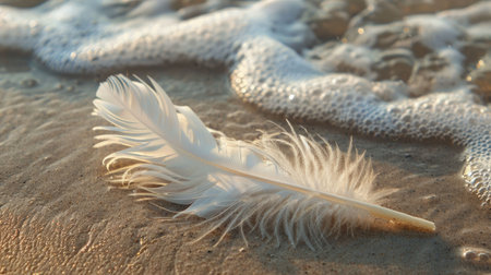 a feather is laying on the beach near the water . High quality AIG50の素材