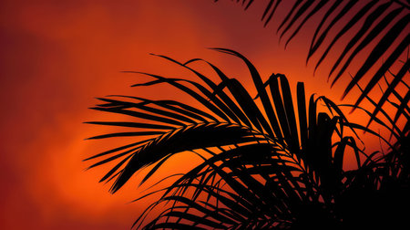 The silhouette of a palm trees leaves against the sunset sky creates a stunning landscape. This closeup view highlights the beauty of this terrestrial plant in the Arecales order AIG50の素材