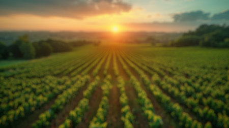 Blur background of vineyard rows in bright sunlight, nestled between hills and trees. Sunlit agricultural landscape. Wine country and sustainable farming concept. Design for wallpaper, poster. Spate.の写真素材