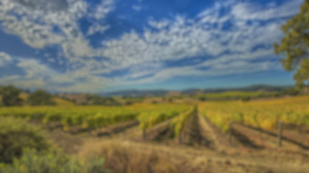 Blur background of vineyard rows in bright sunlight, nestled between hills and trees. Sunlit...