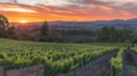 Blur background of vineyard at sunset with vibrant grapevine and rolling hill in evening sky. Agricultural and landscape photography. Wine country concept. Design for travel brochure, poster . Spate.の写真素材