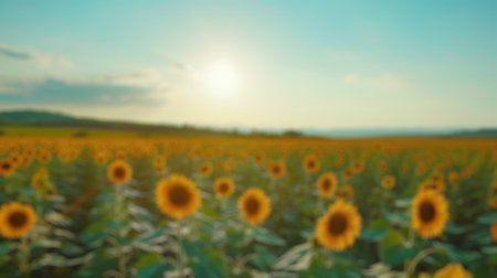 Blur background of sunflower in full bloom under a sunny sky. Sunflower blooming in garden at sunset with blurring background.Nature photography. Summer and agriculture concept. Poster design. Spate.の写真素材
