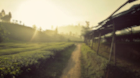 Blur background of rural tea farm pathway at sunrise. Tea field with roof made from wood. Landscape photography. Agricultural beginnings concept. Design for educational poster, greeting card. Spate.の素材