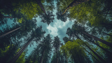 A breathtaking perspective from the forest floor, showcasing towering trees reaching toward a cloudy sky. The serene atmosphere invites exploration and appreciation of natures beauty.の素材
