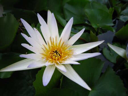 Lotus at Golden Mountain Thailandの写真素材