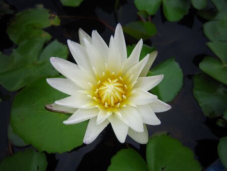 Lotus at Golden Mountain Thailandの写真素材
