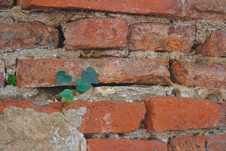 Leaves sprouting from the old wallsの写真素材