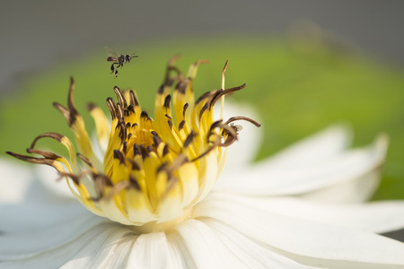 A bee on lotusの写真素材