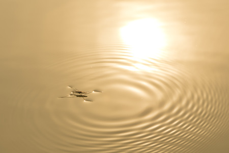 Water spider with golden lightの写真素材