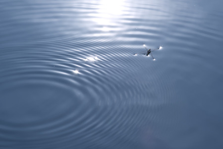 water spider with with blue waterの写真素材