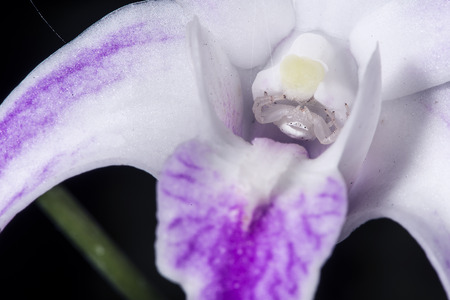 Scary white spider on orchids, waiting for its preyの写真素材