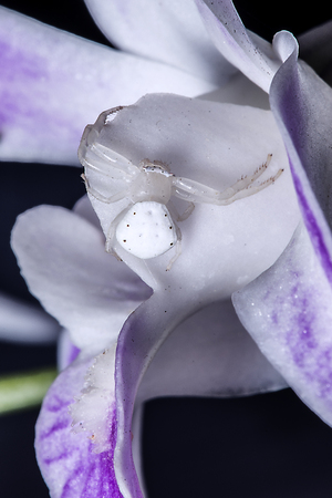 Scary white spider on orchids, waiting for its preyの写真素材