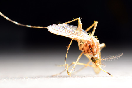mosquito drinks blood out of man