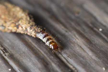 worm using saliva and small pebbles to create a safe haven.