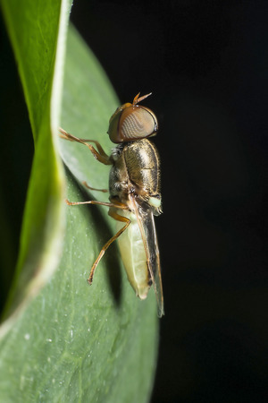 fly