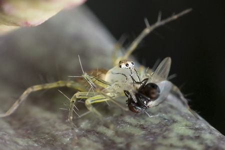 Spiders catching flies feedの写真素材