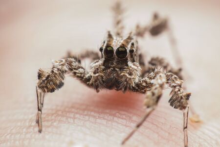 spiderの写真素材