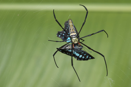 spiderの写真素材